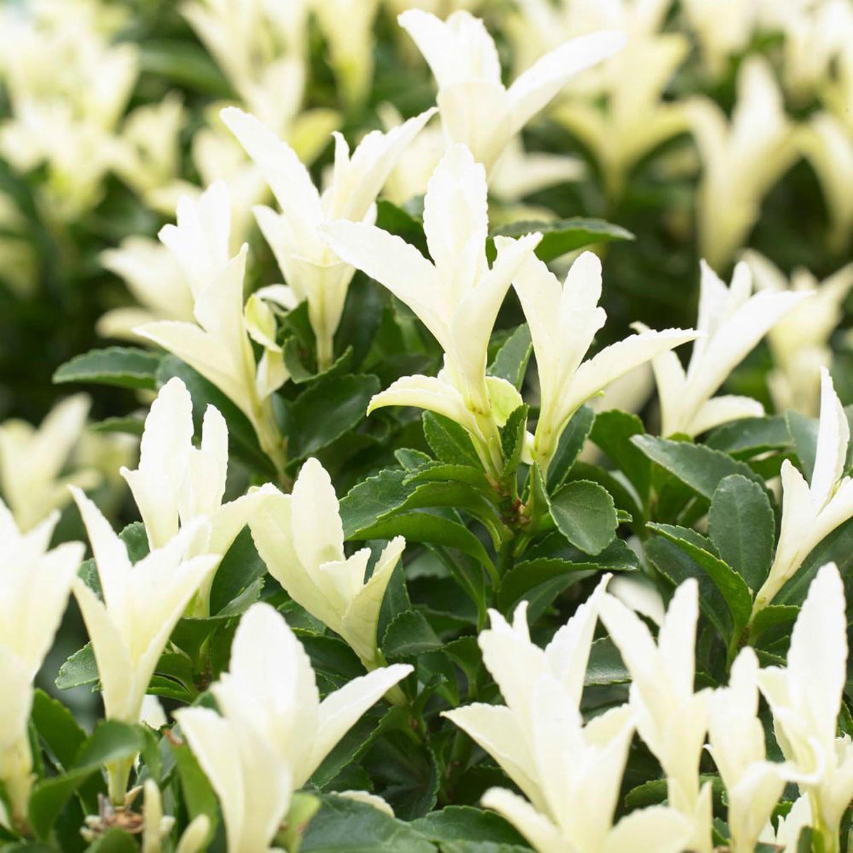 Salba Japoneza Euonimus Paloma Blanca