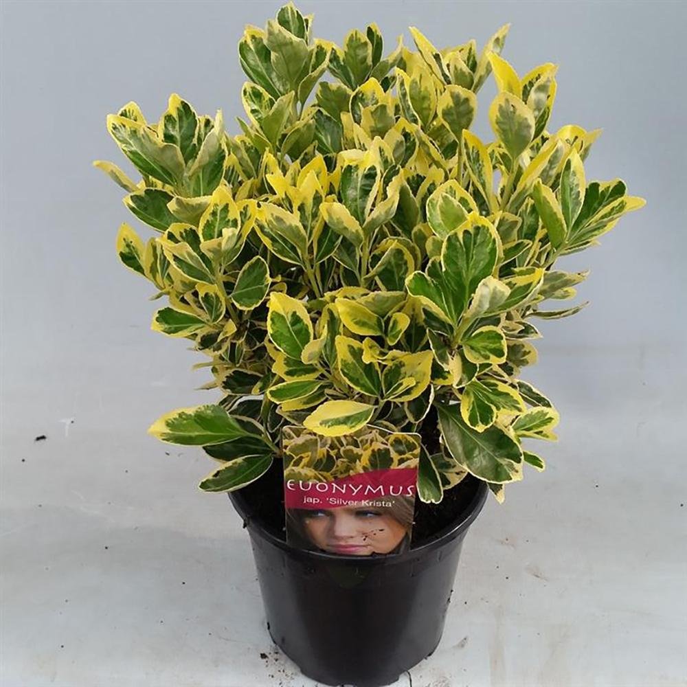 Salba Japoneza Euonimus Silver Krista