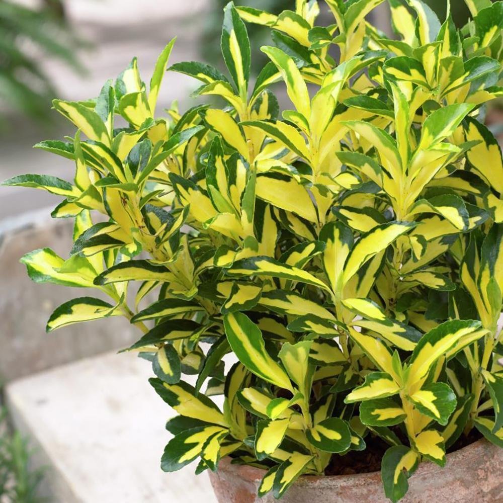 Salba Japoneza Euonimus Sunspot