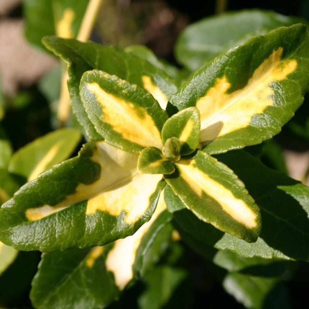 Salba Japoneza Euonimus Sunspot