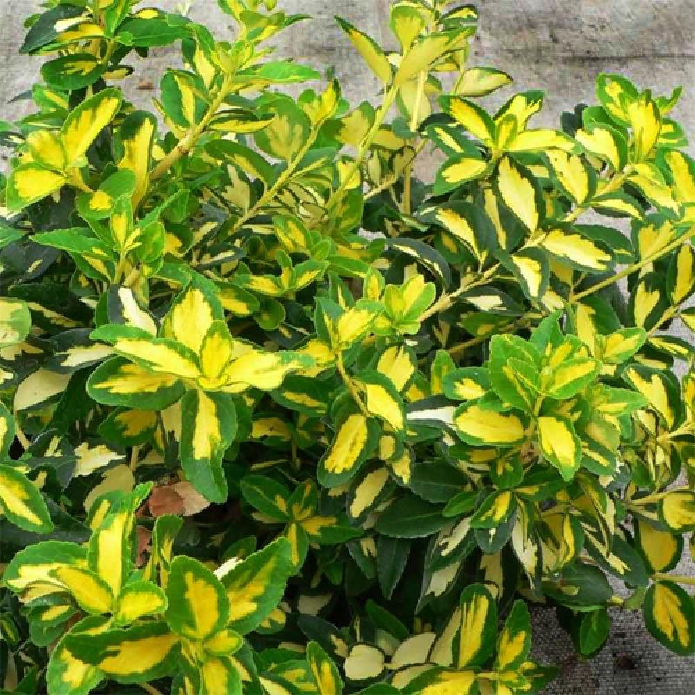 Salba Japoneza Euonimus Sunspot