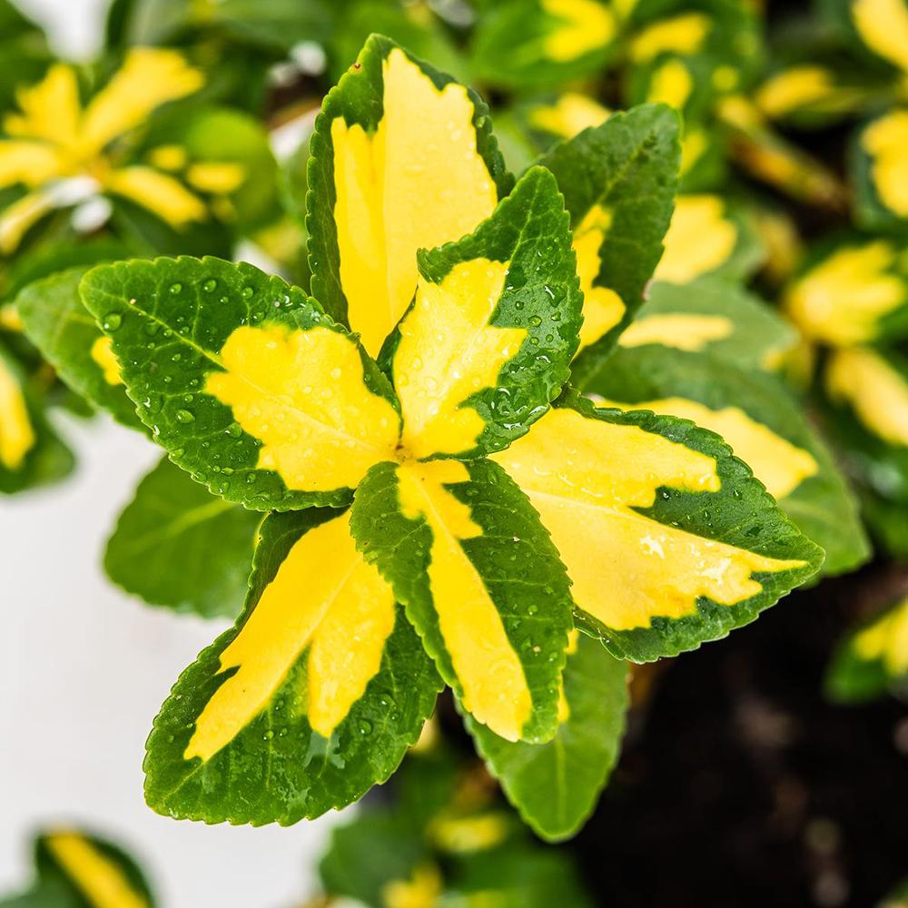 Salba Japoneza Euonimus Sunspot