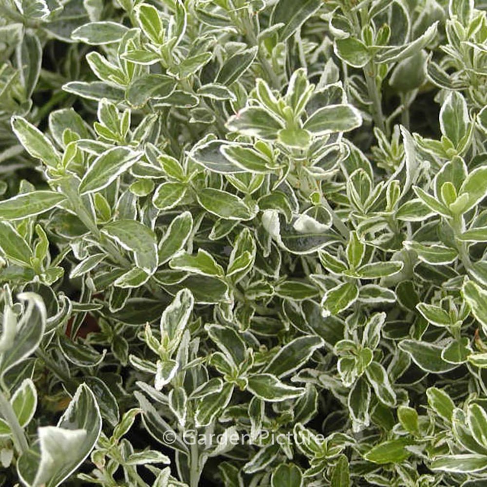 Salba Japoneza Euonimus Susan