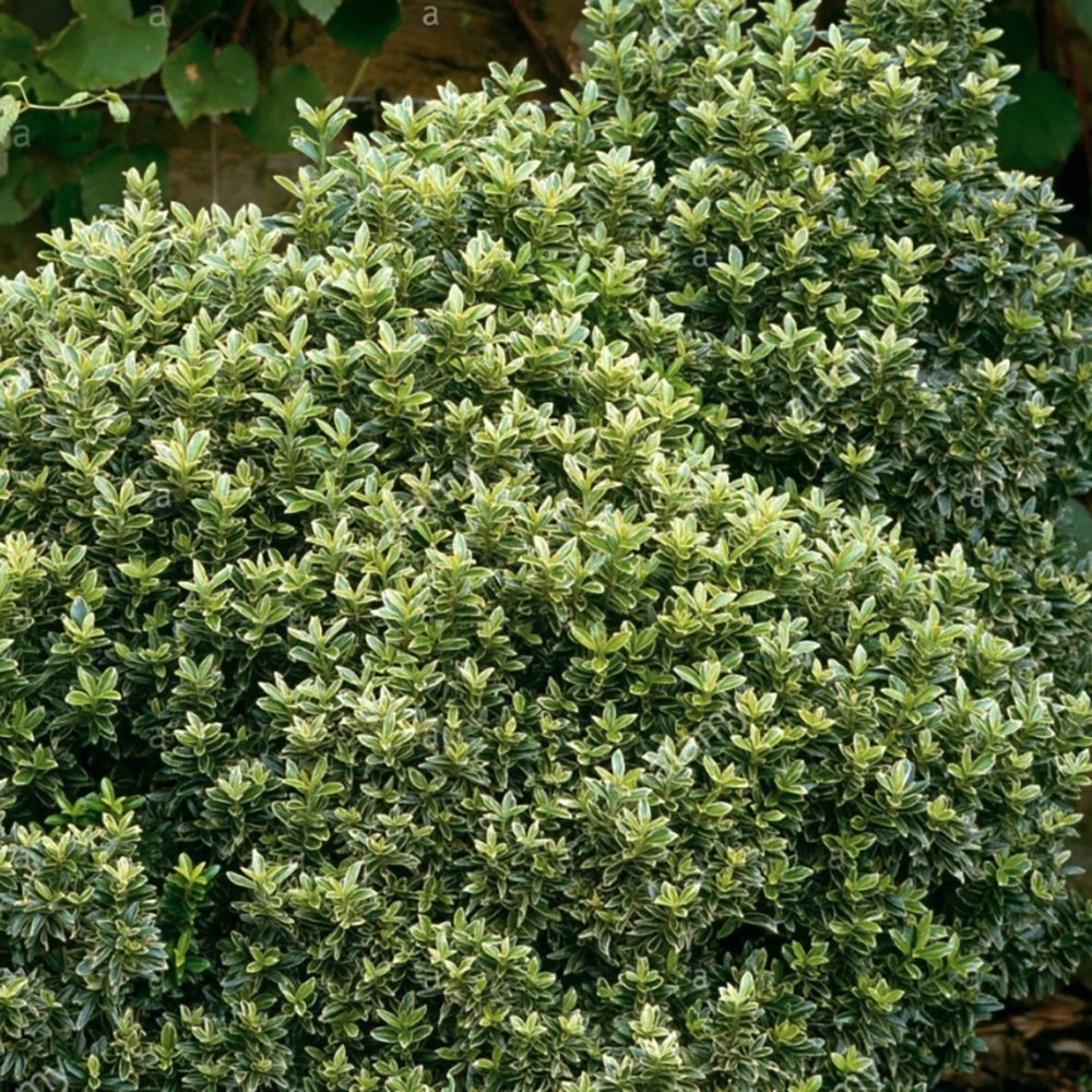 Salba Japoneza Euonimus Susan