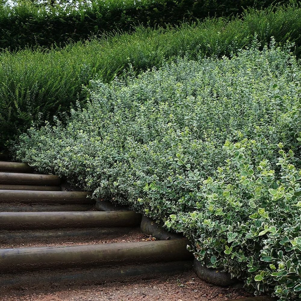 Salba Japoneza Euonimus Susan