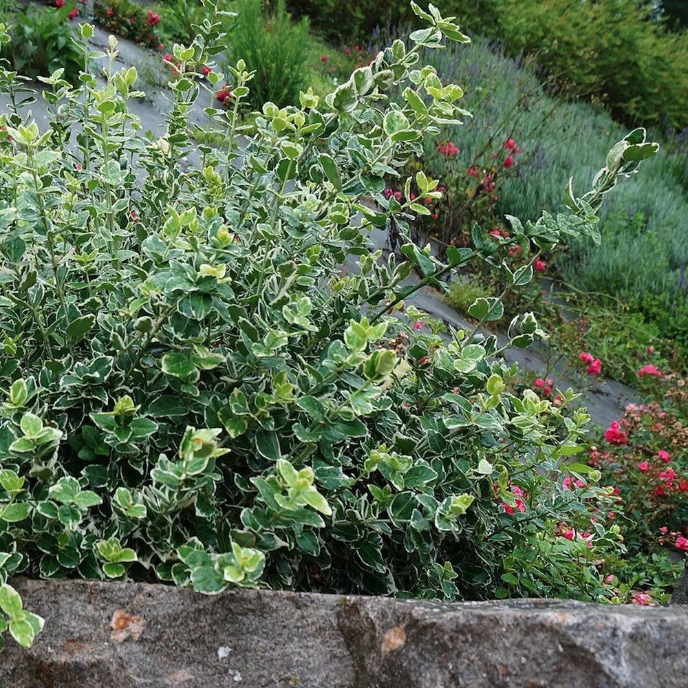 Salba Japoneza Euonimus Susan