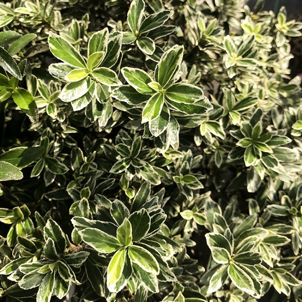 Salba Japoneza Euonimus Susan