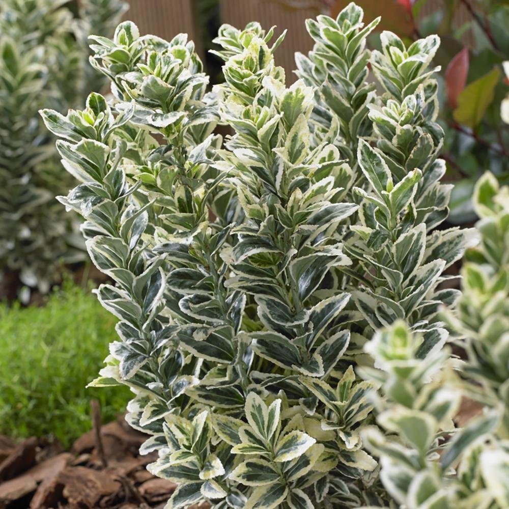Salba Japoneza Euonimus White Spire, cu frunze verzi-albe