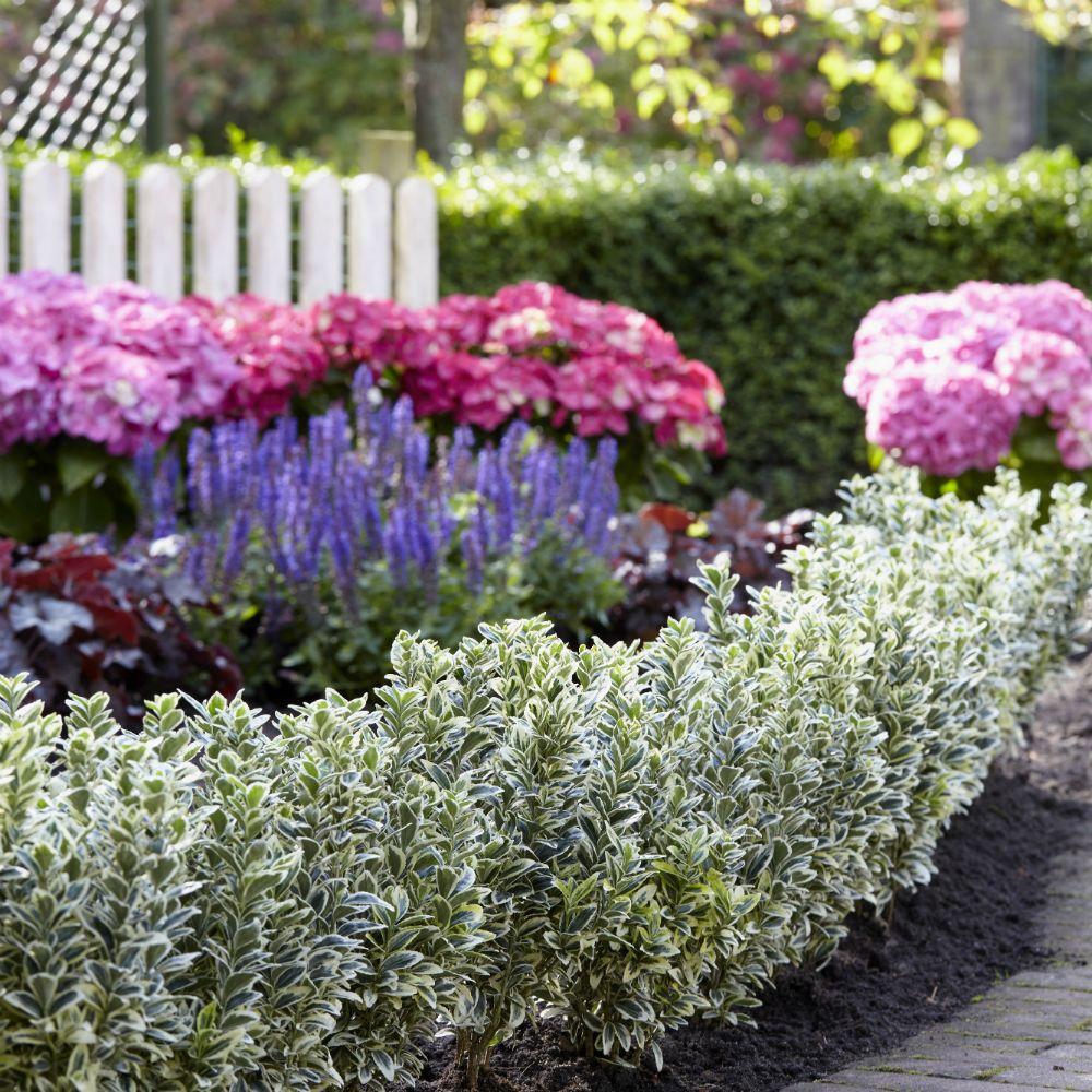 Salba Japoneza Euonimus White Spire, cu frunze verzi-albe