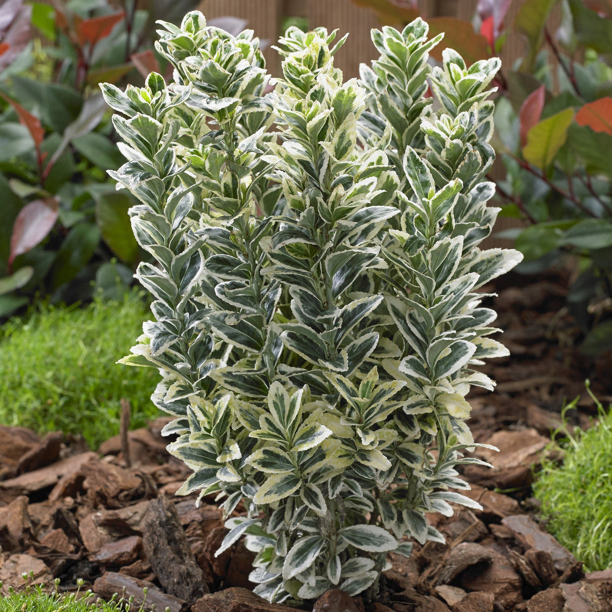 Salba Japoneza Euonimus White Spire, cu frunze verzi-albe