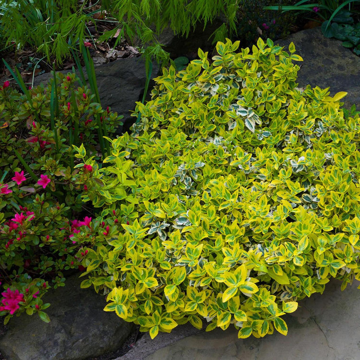 Salba Japoneza Euonimus Emerald 'N' Gold