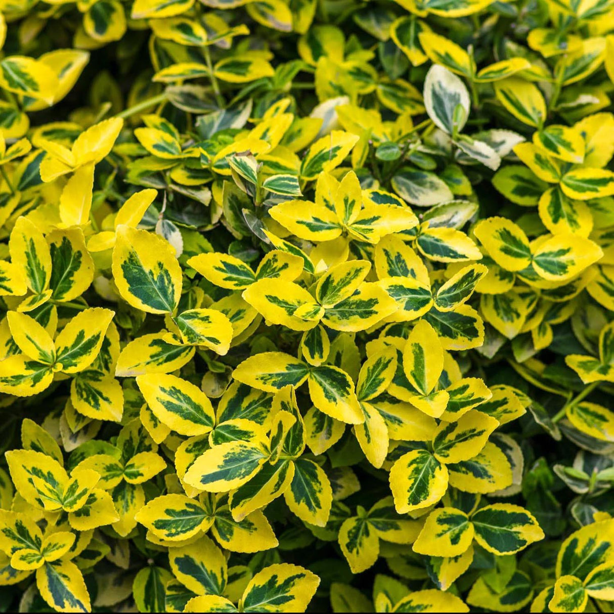 Salba Japoneza Euonimus Emerald 'N' Gold