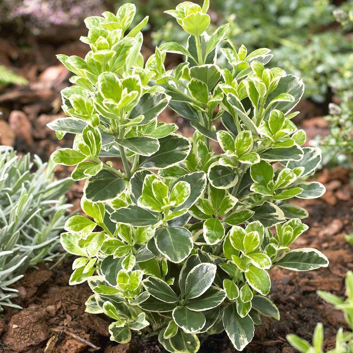 Salba Japoneza Euonimus Kathy