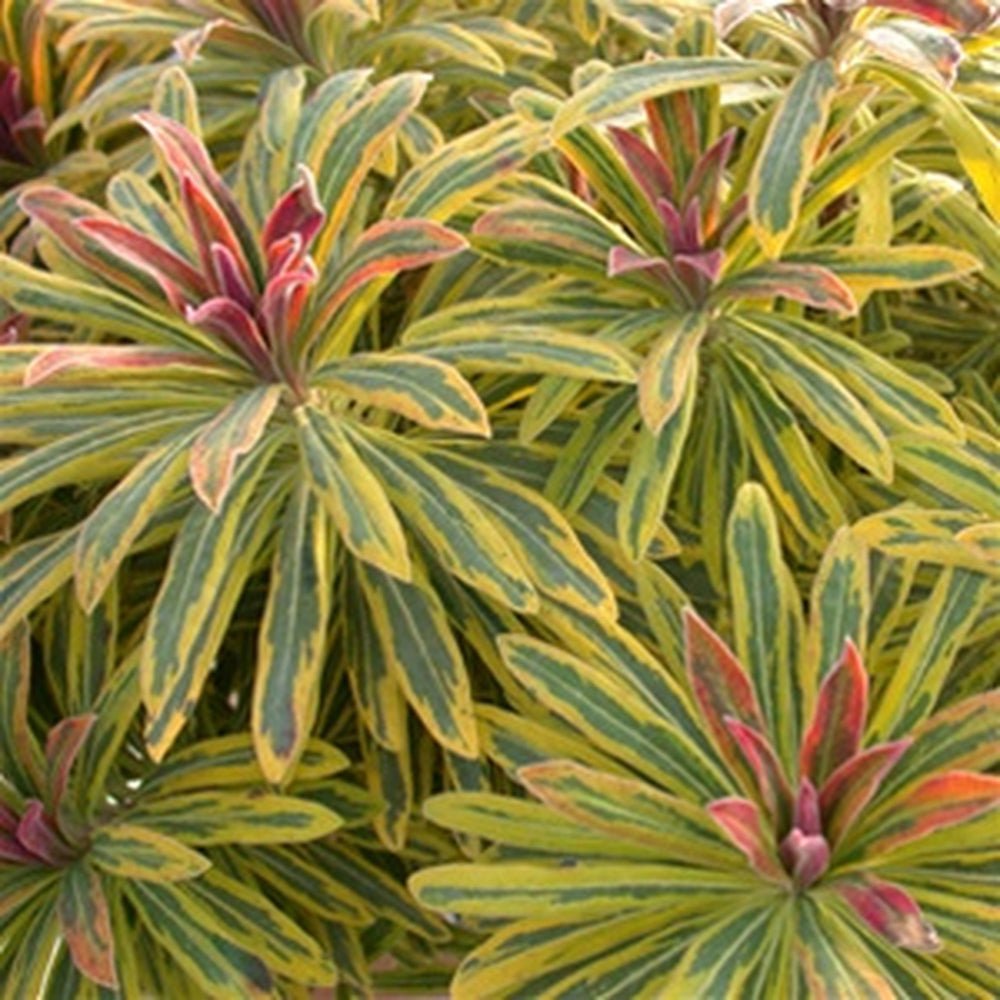 Euphorbia Ascot Rainbow