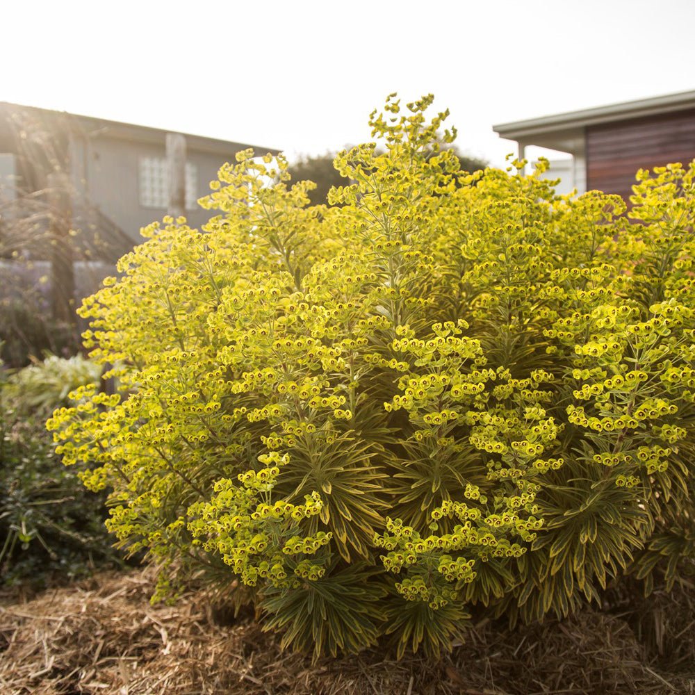 Euphorbia Ascot Rainbow