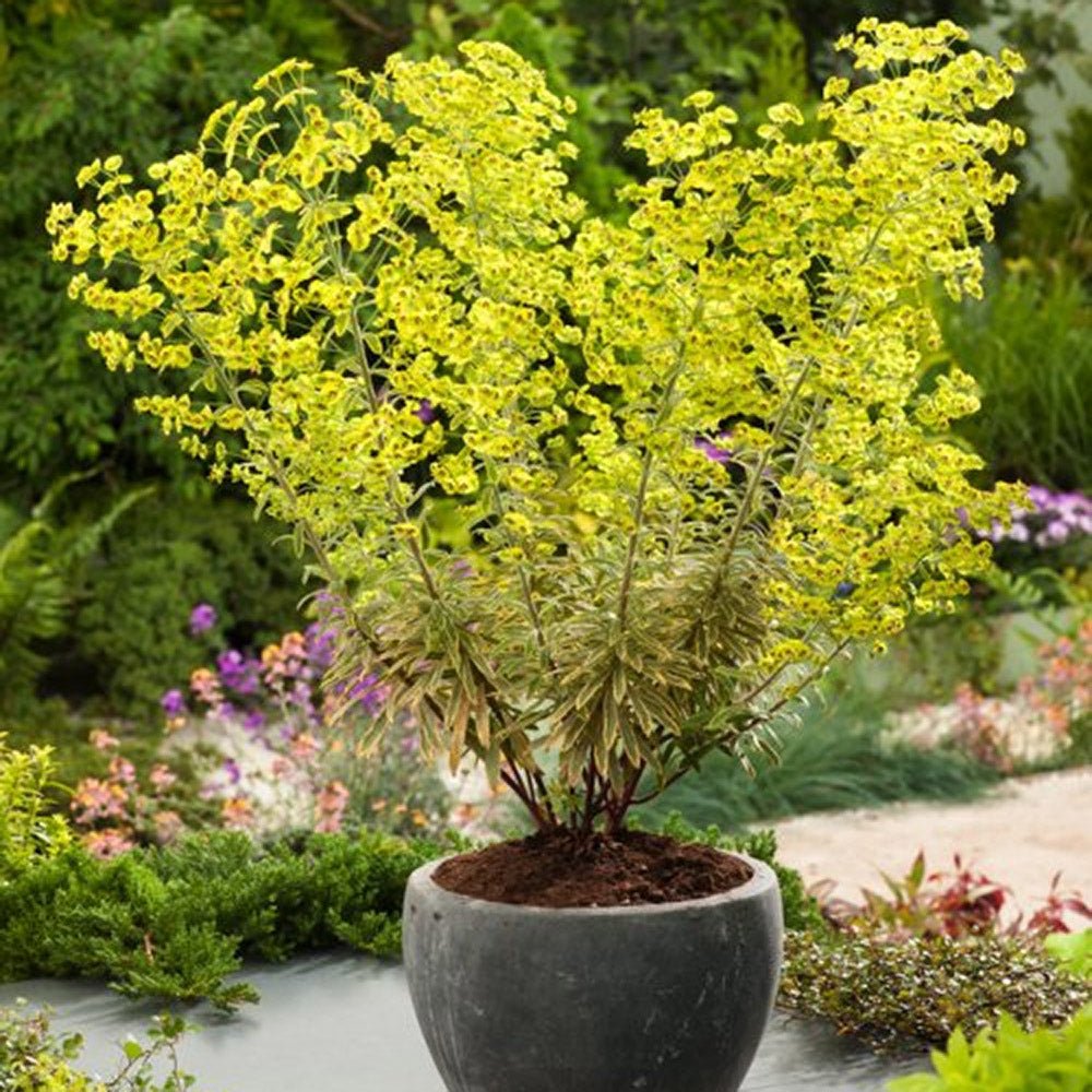 Euphorbia Ascot Rainbow