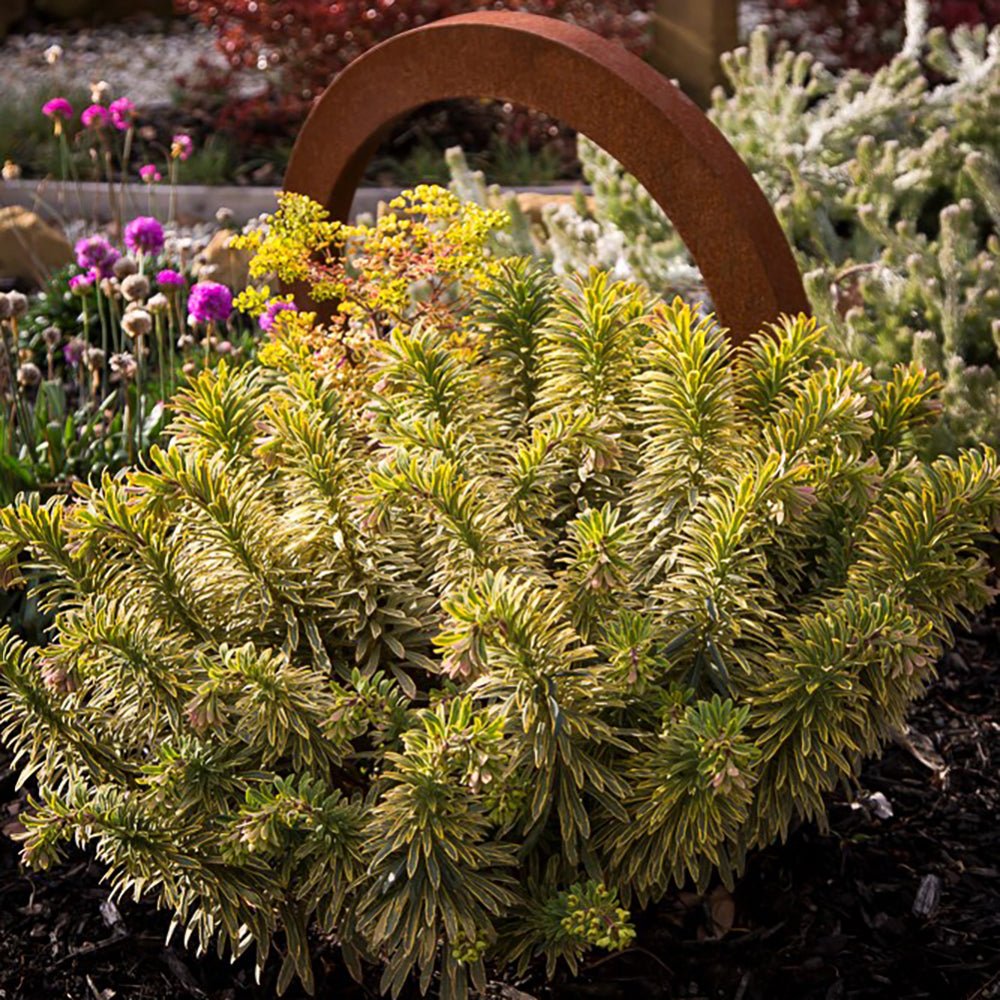 Euphorbia Ascot Rainbow
