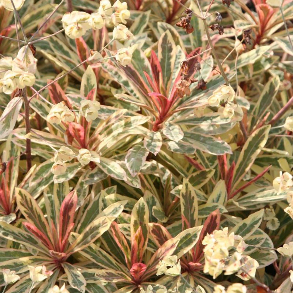 Euphorbia Frosted Flame