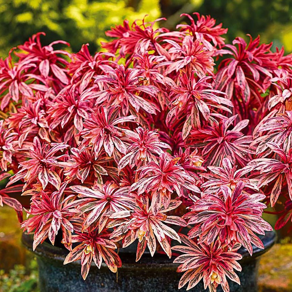 Euphorbia Frosted Flame