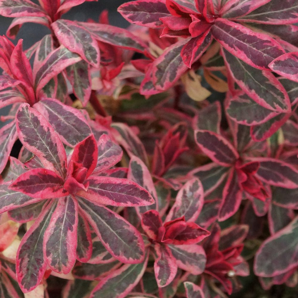 Euphorbia Frosted Flame