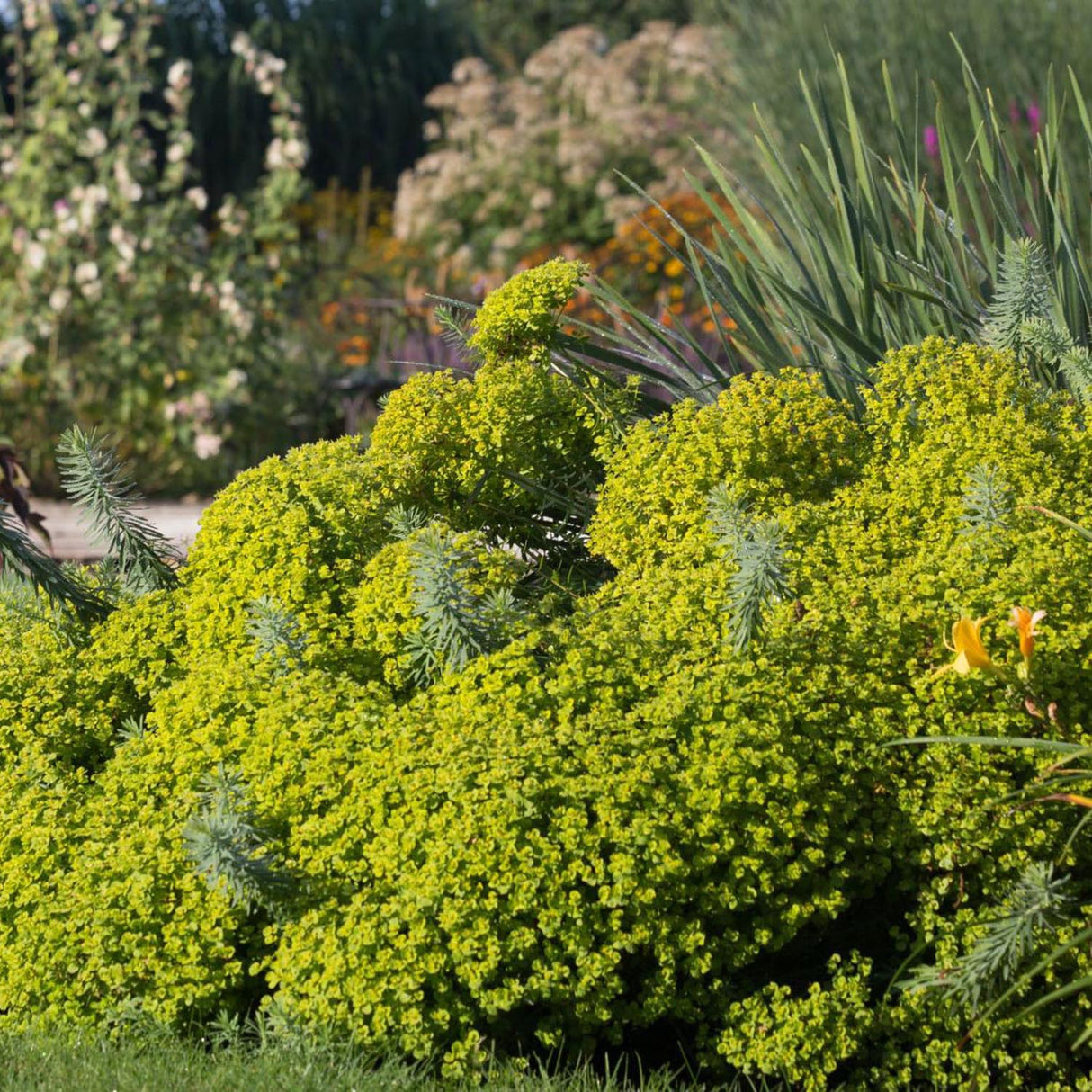 Euphorbia (Laptele Cucului) Siberian