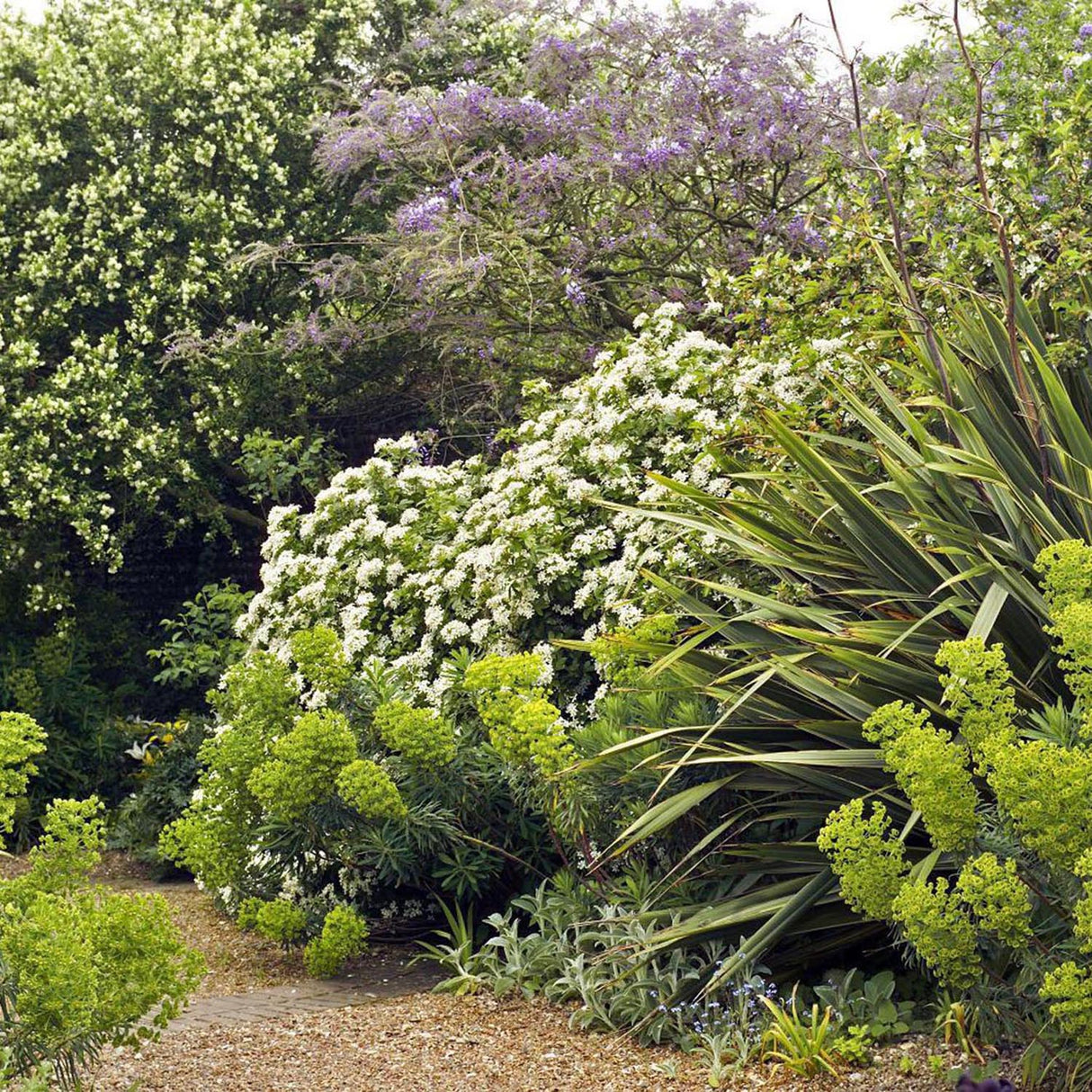 Euphorbia (Laptele Cucului) Siberian