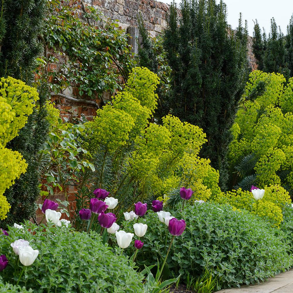 Euphorbia (Laptele Cucului) Siberian