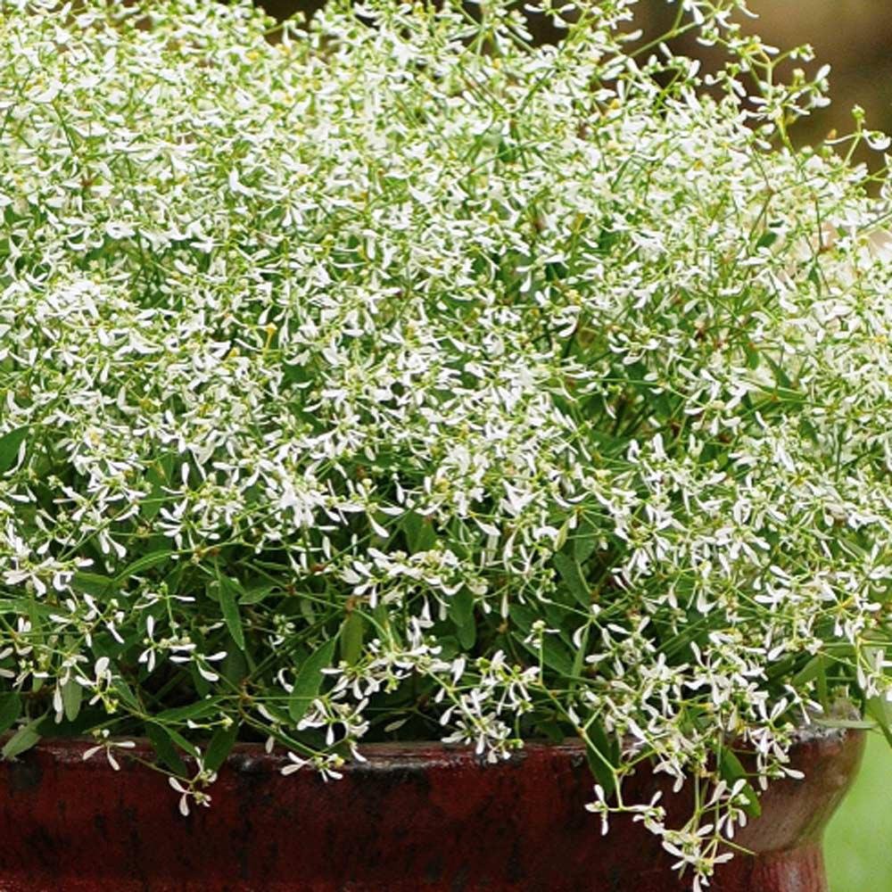 Euphorbia (Laptele Cucului) Silver Fog