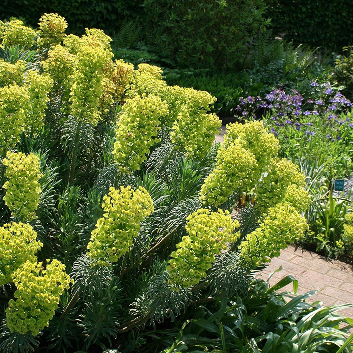 Euphorbia (Laptele Cucului) Wulfenii