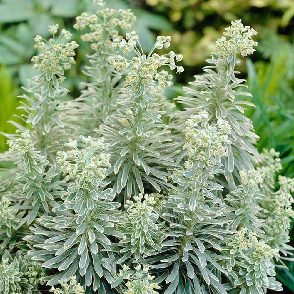 Euphorbia argintiu Silver Edge