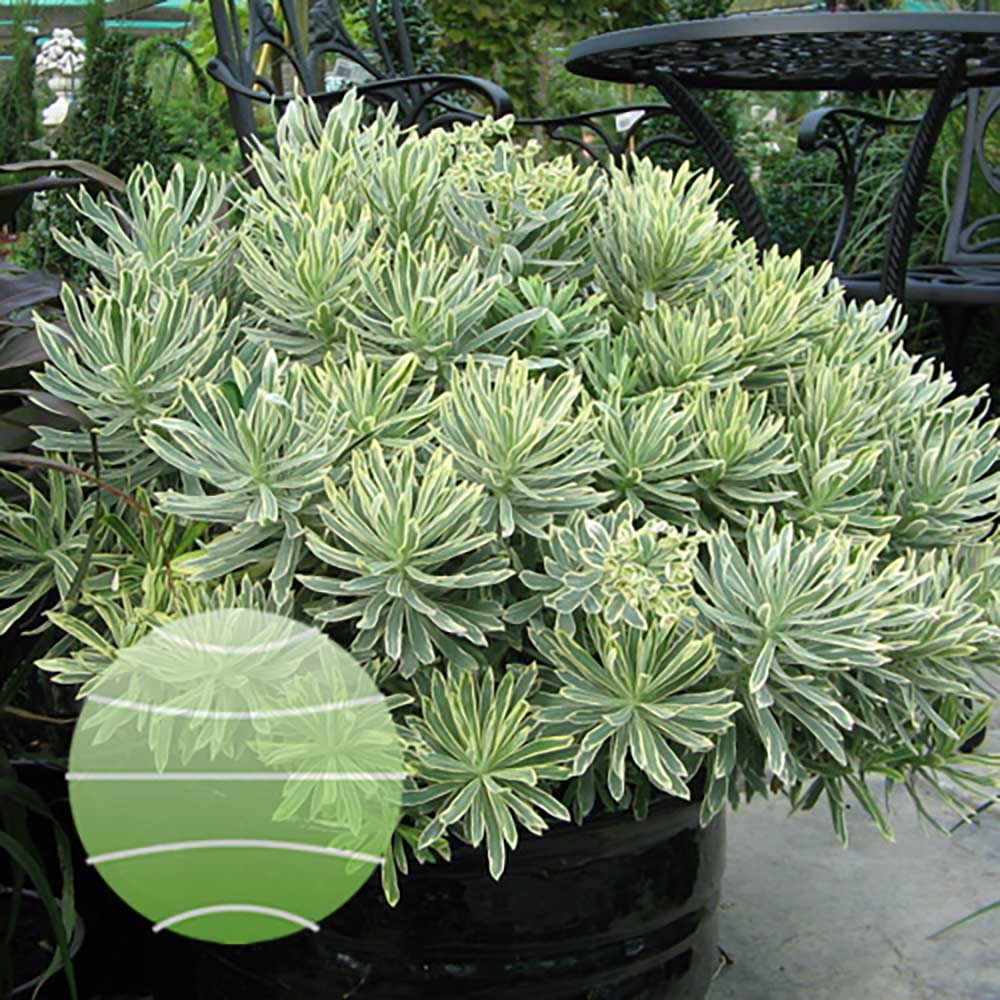Euphorbia argintiu Silver Edge