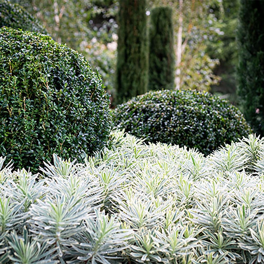 Euphorbia verde-alb Silver Swan