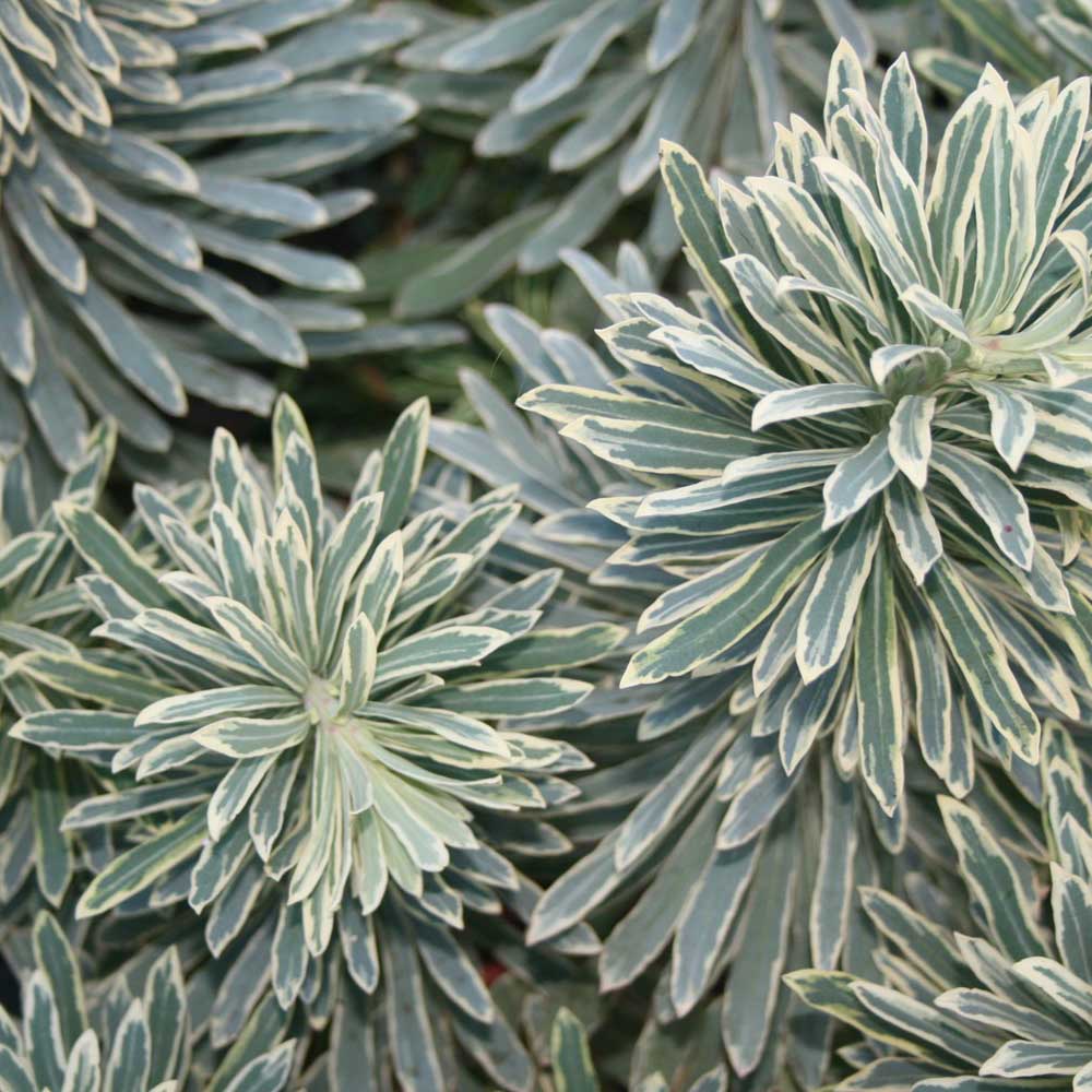 Euphorbia verde-alb Silver Swan