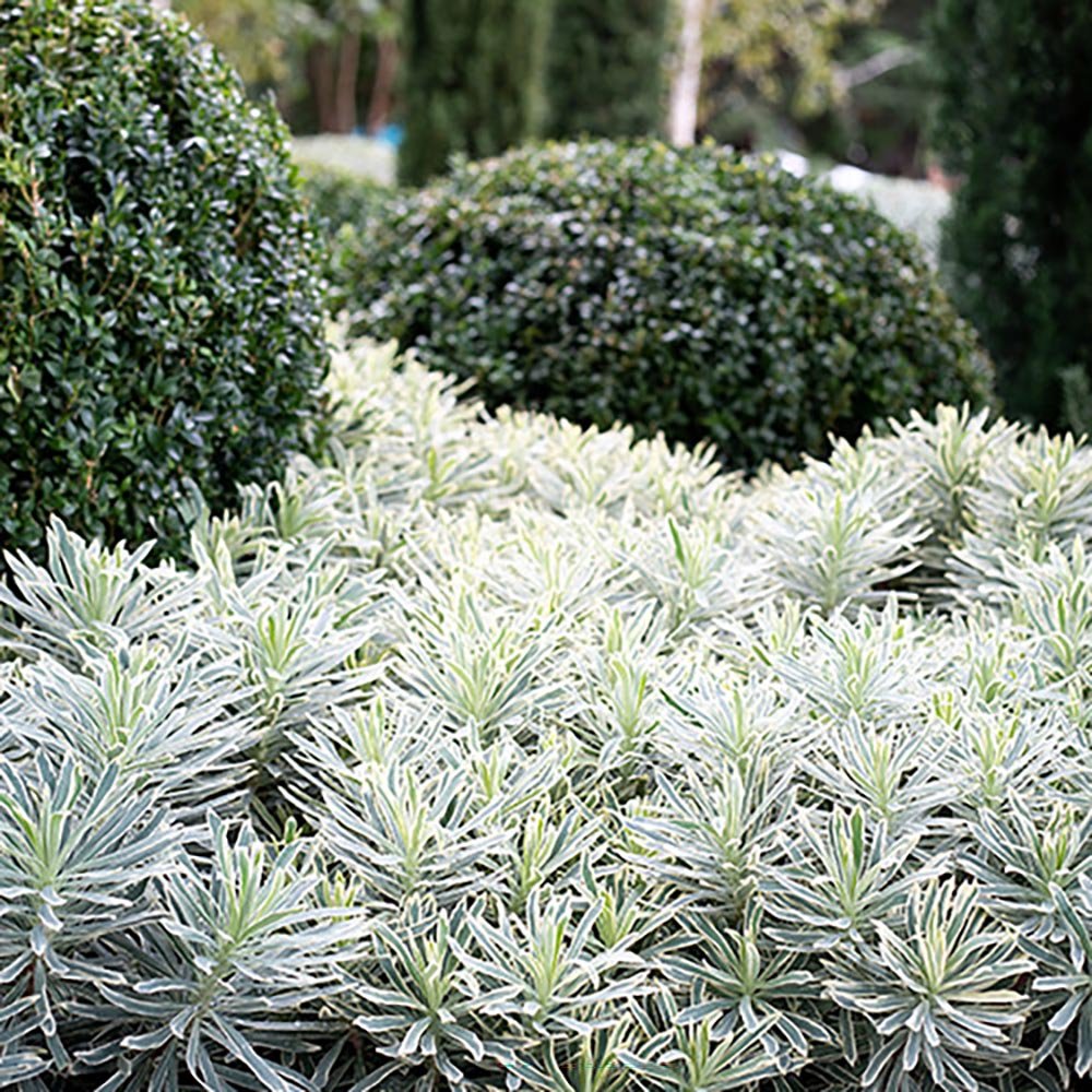 Euphorbia verde-alb Silver Swan