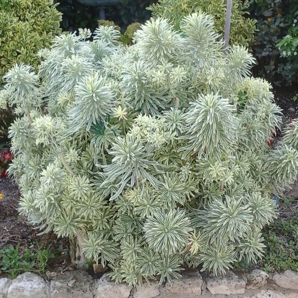 Euphorbia Tasmanian Tiger