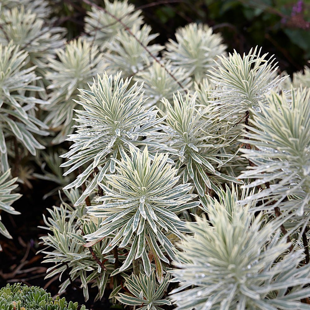 Euphorbia Tasmanian Tiger