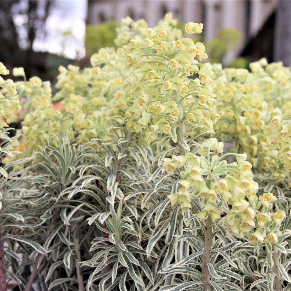 Euphorbia Tasmanian Tiger