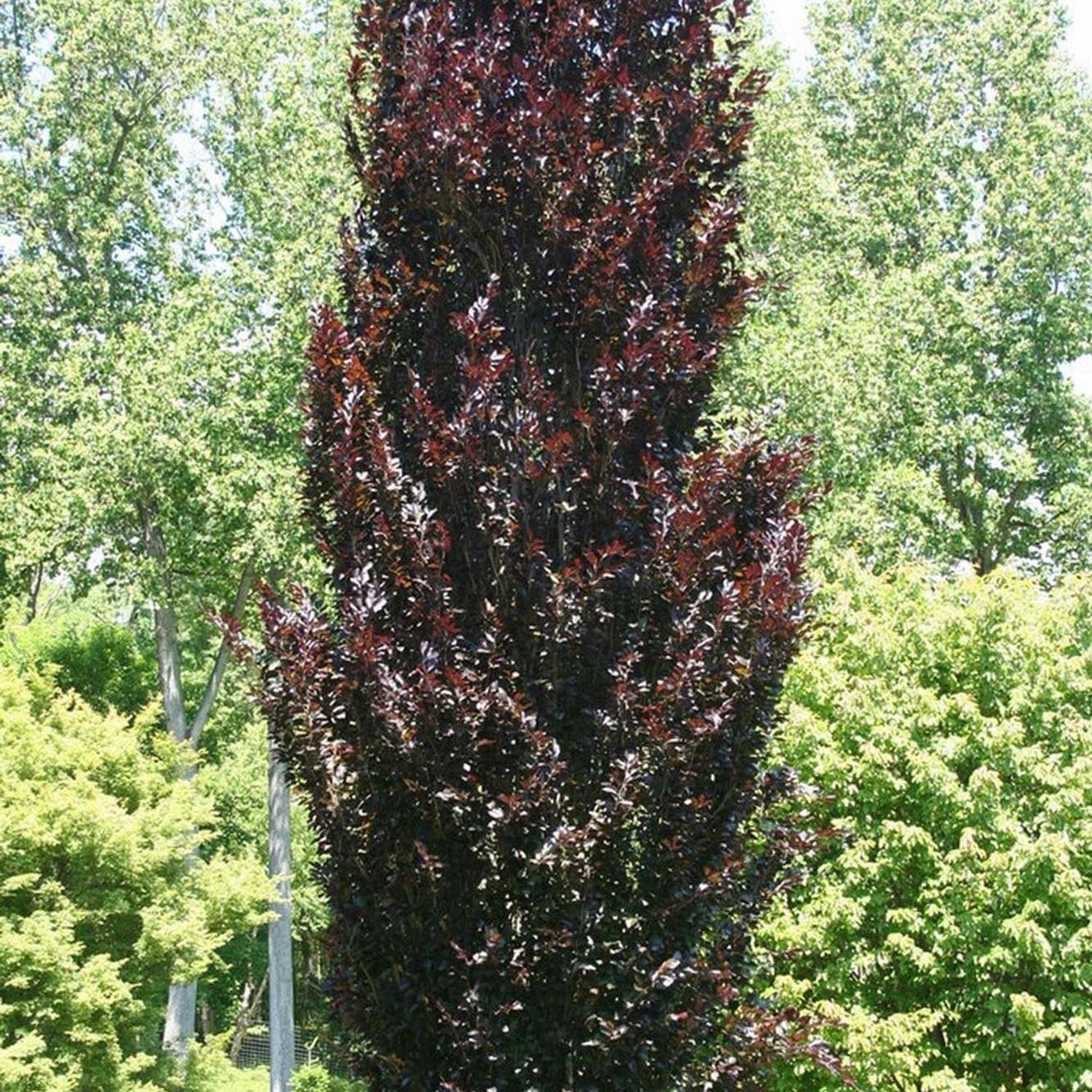 Fag columnar Rosu (Dawyck Purple), cu frunzis purpuriu