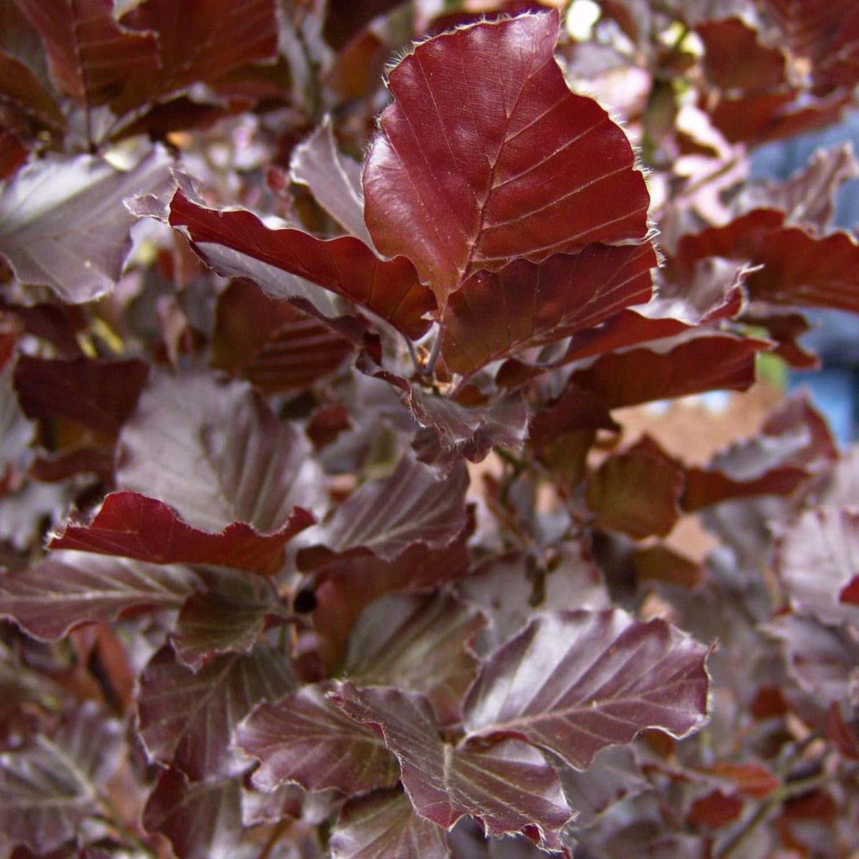 Fag columnar Rosu (Dawyck Purple), cu frunzis purpuriu