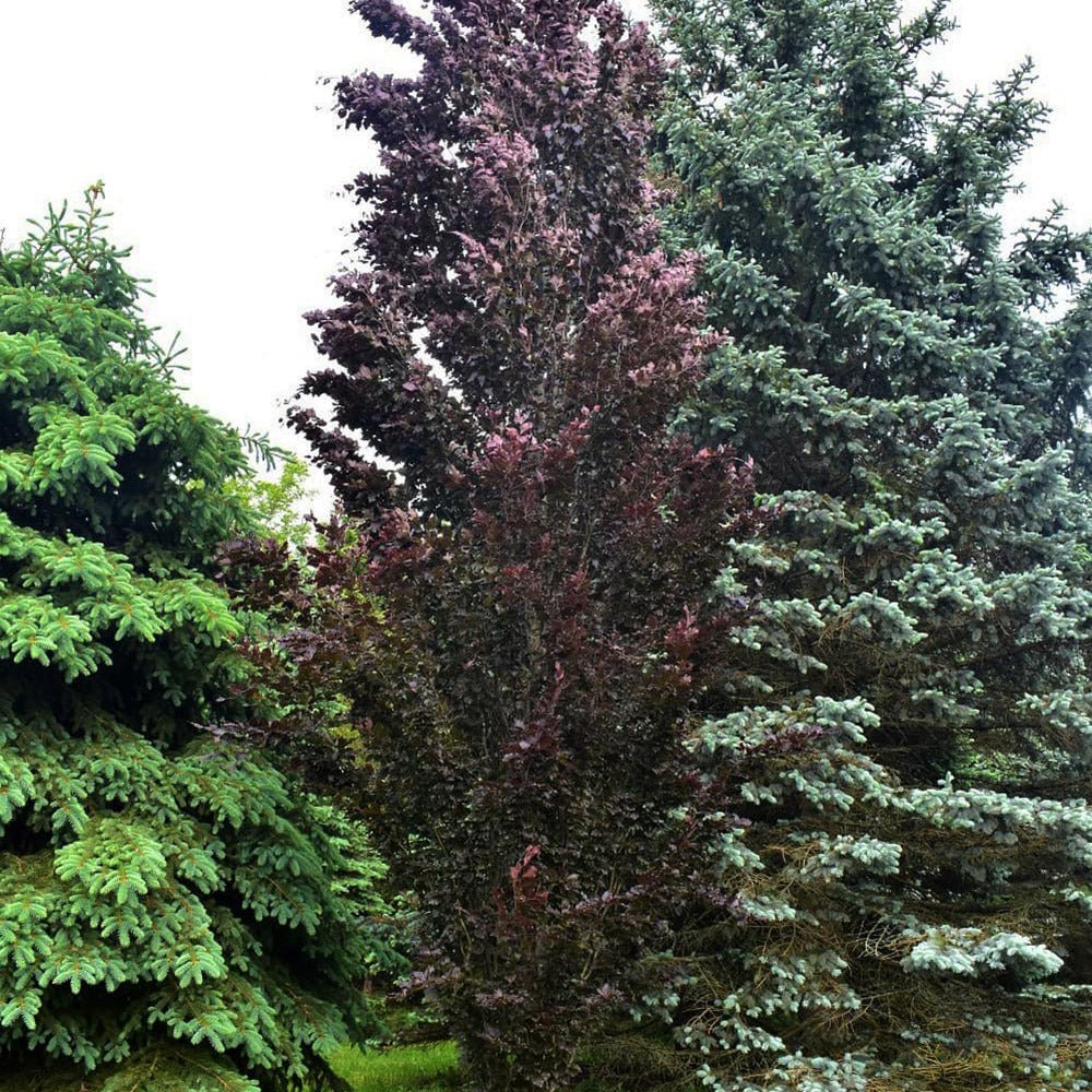 Fag columnar Rosu (Dawyck Purple), cu frunzis purpuriu