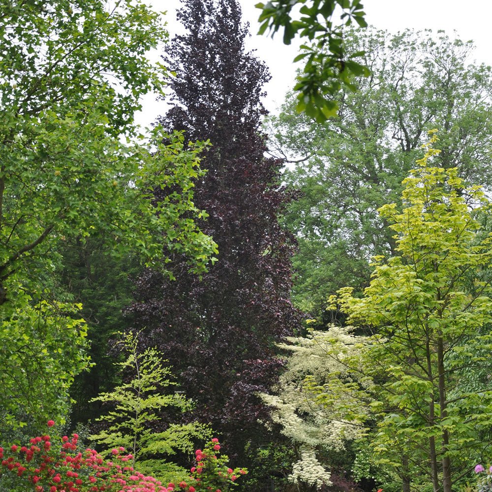 Fag columnar Rosu (Dawyck Purple), cu frunzis purpuriu
