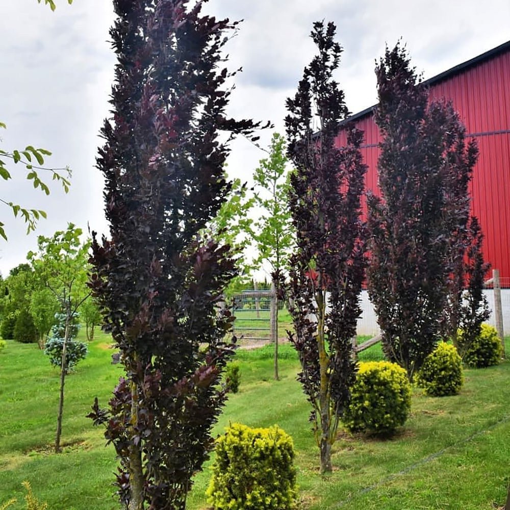 Fag columnar Rosu (Dawyck Purple), cu frunzis purpuriu