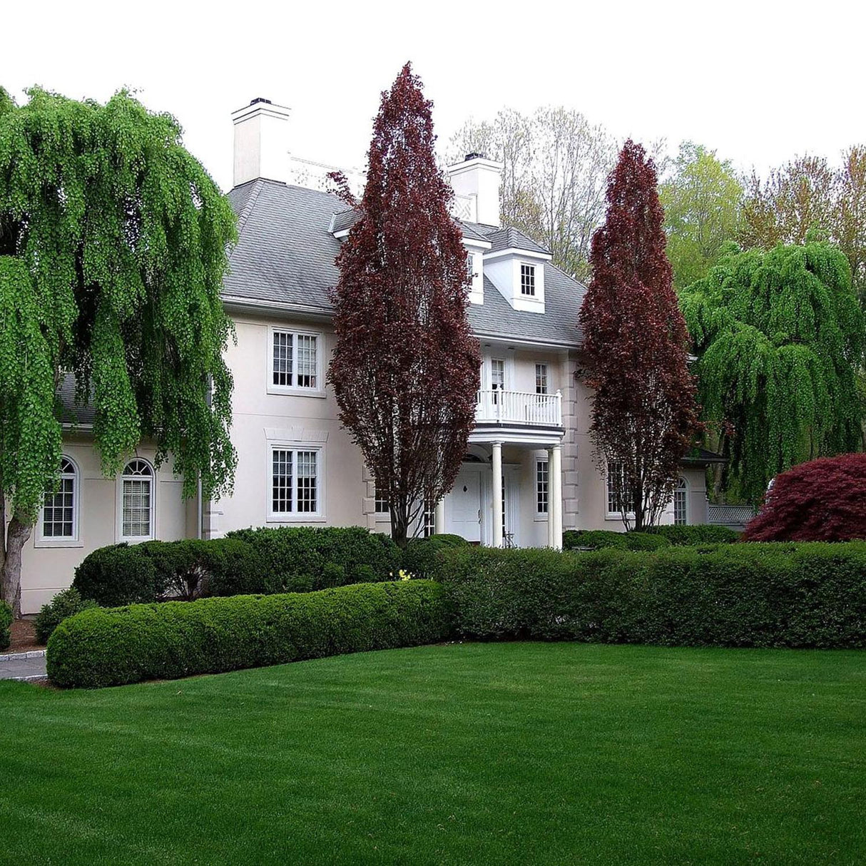 Fag columnar Rosu (Dawyck Purple), cu frunzis purpuriu