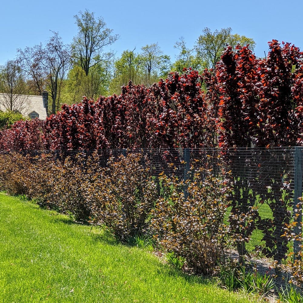Fag columnar Rosu (Dawyck Purple), cu frunzis purpuriu