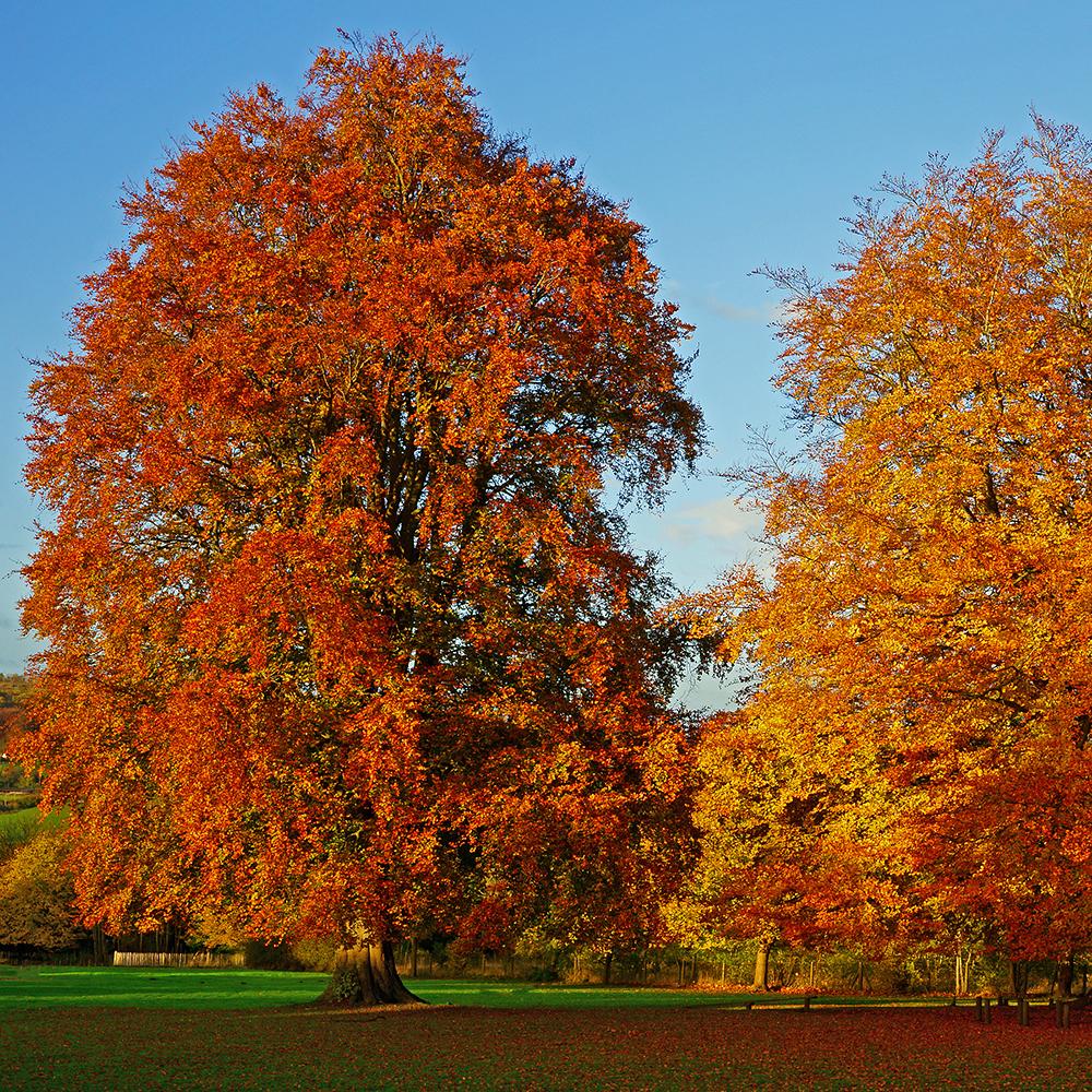 Fag European (Fagus Sylvatica), planta solitara sau gard viu