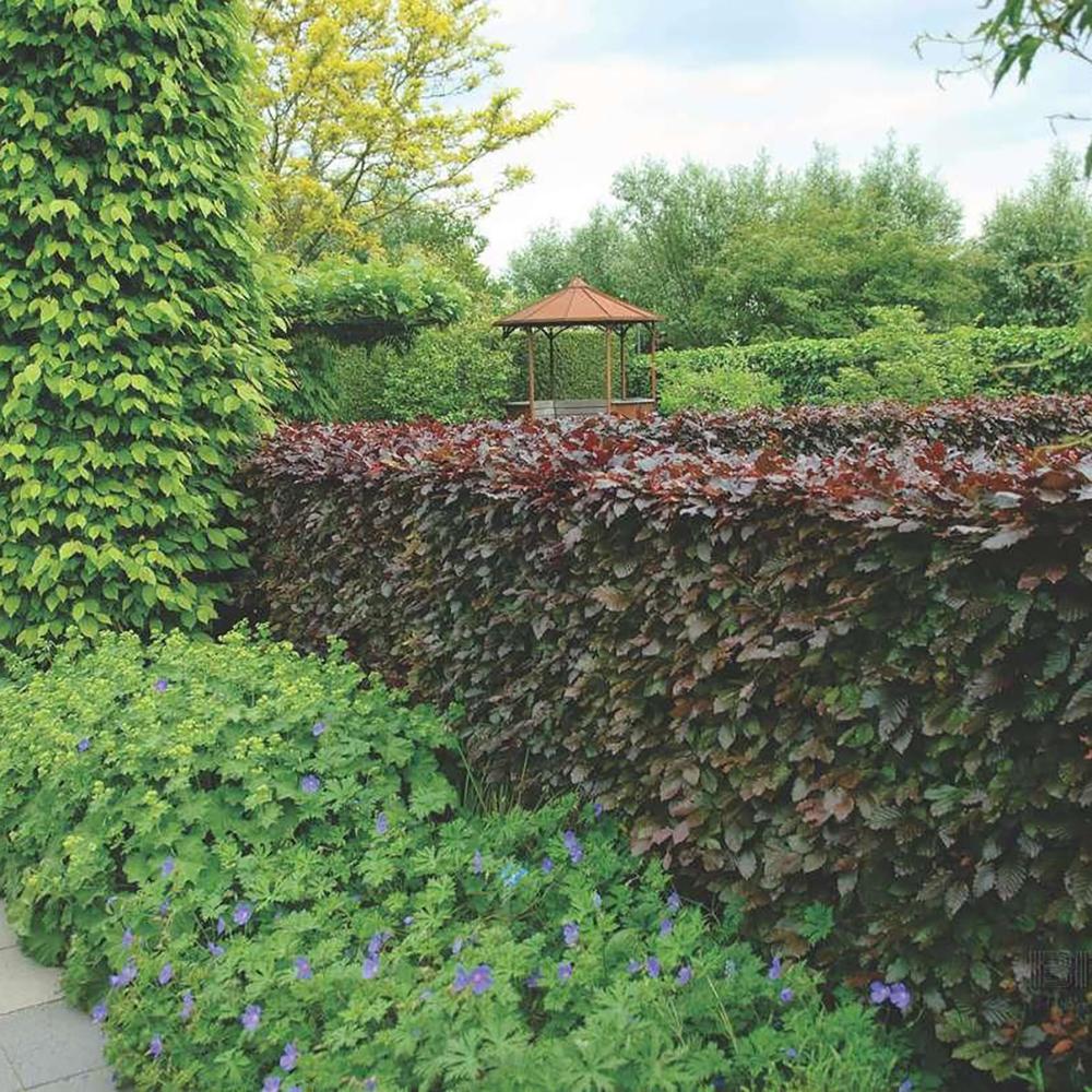 Fag rosu European Atropunicea