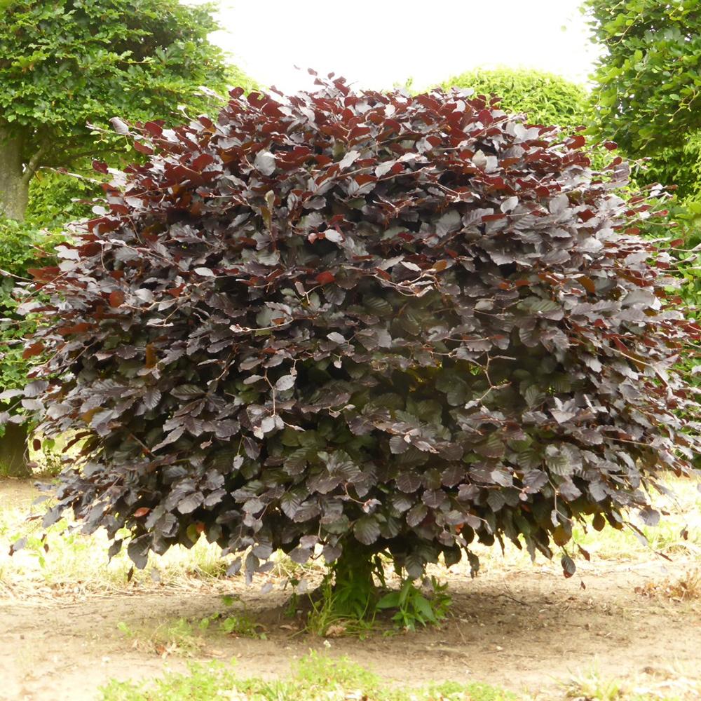 Fag rosu European Atropunicea