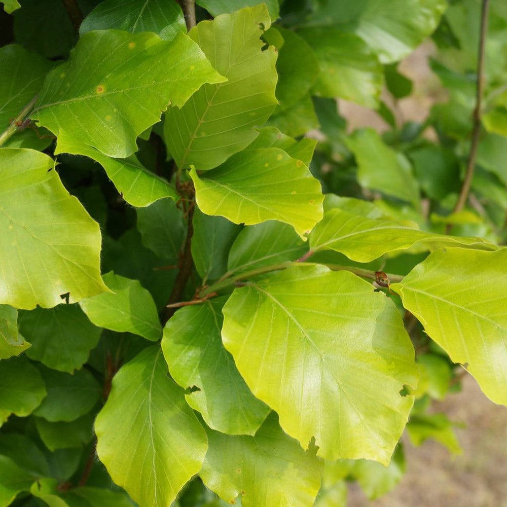 Fag European (Fagus Sylvatica) Dawyck