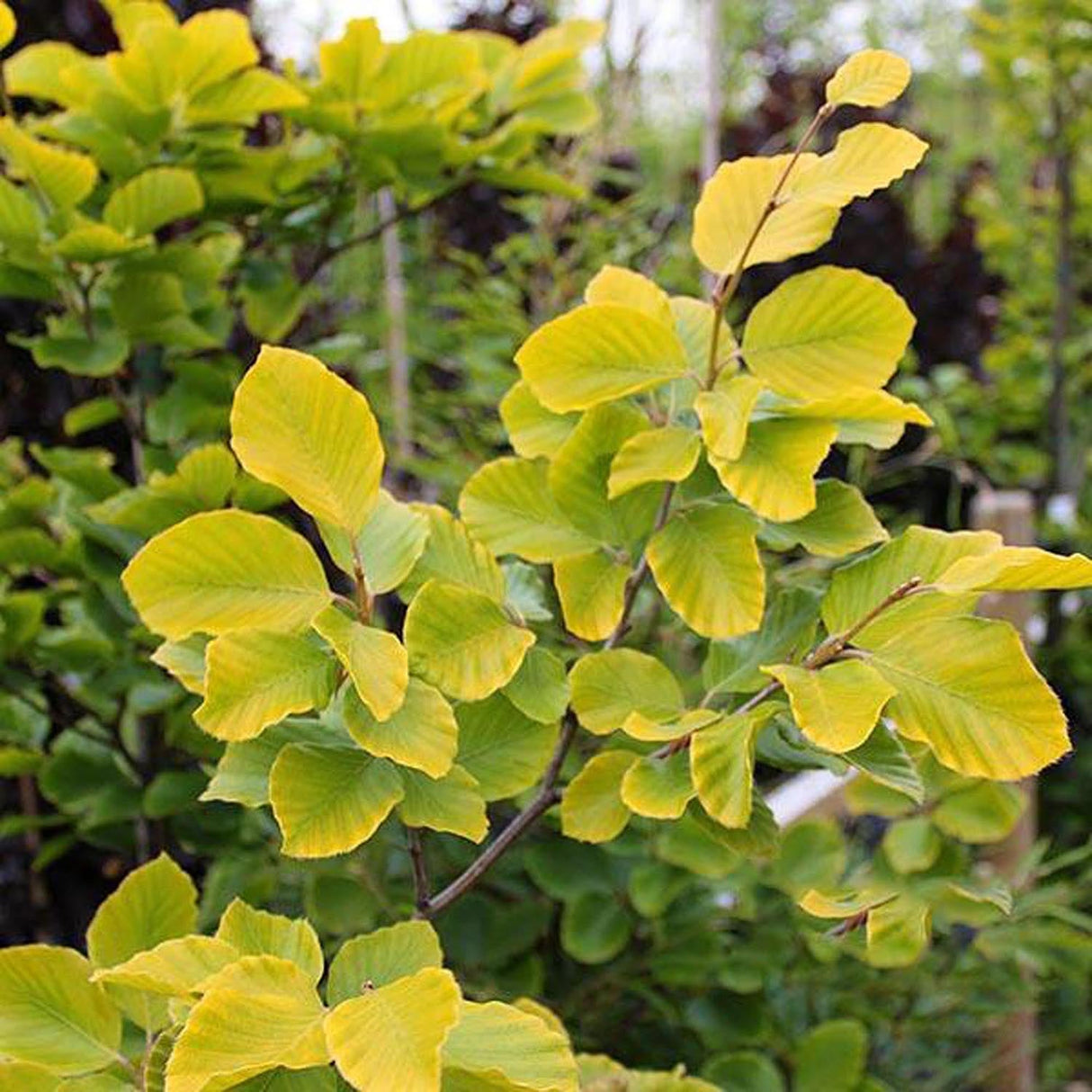 Fag European (Fagus Sylvatica) Dawyck