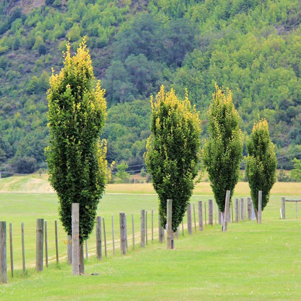 Fag European (Fagus Sylvatica) Dawyck